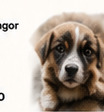 Emergency care for rescued puppies in Selangor