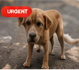 Rescue dog waiting for help